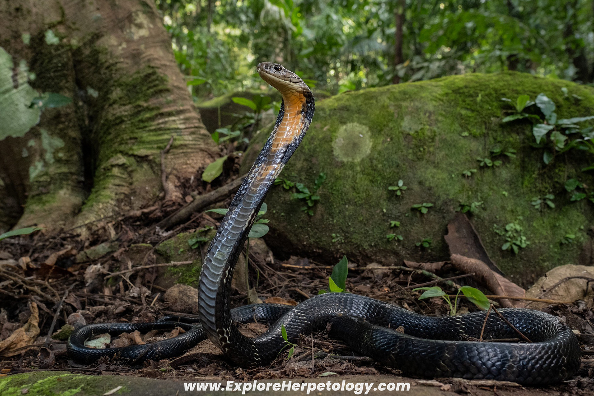 Northern king cobra (Ophiophagus hannah).