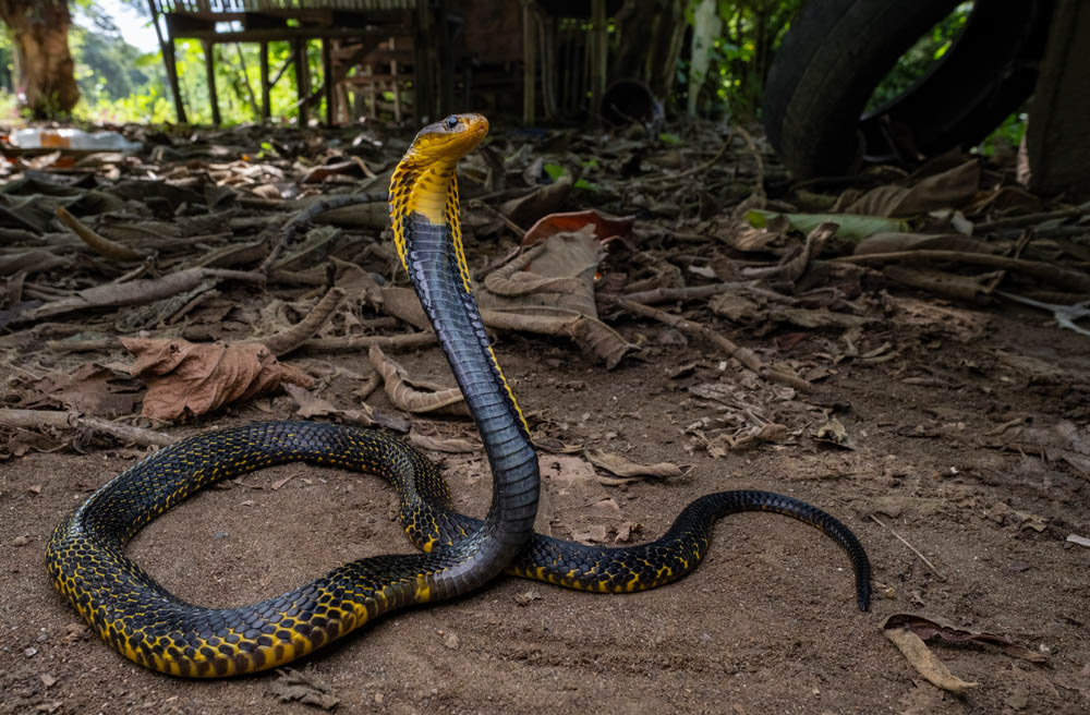 Samar cobra (Naja samareneis) from the Philippines.