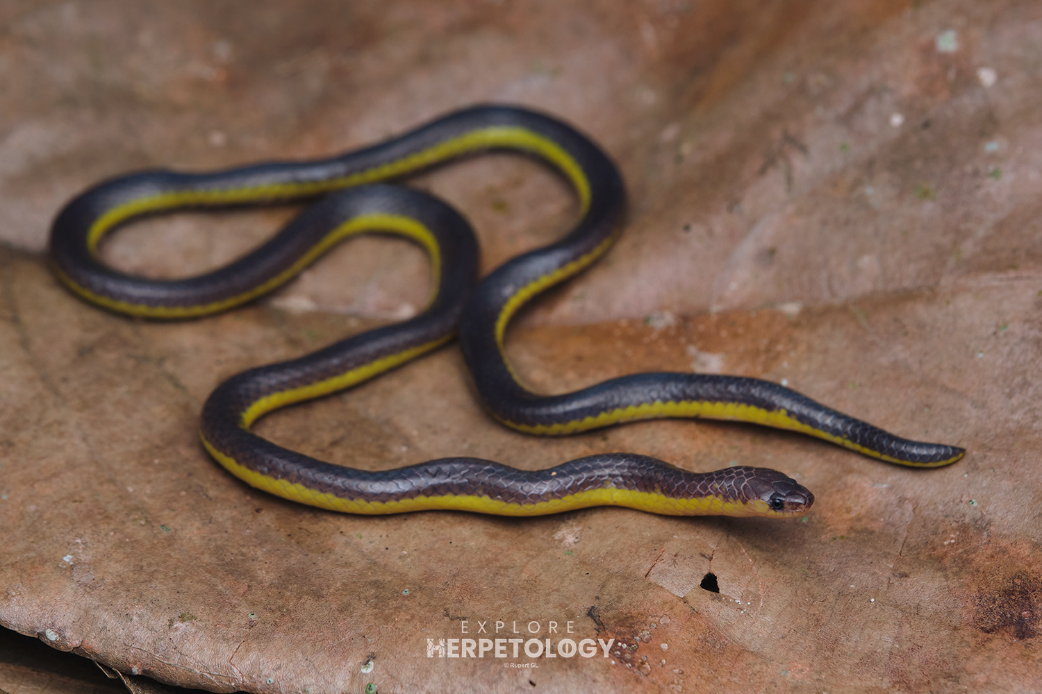 Variable reed snake (Calamaria lumbricoidea)