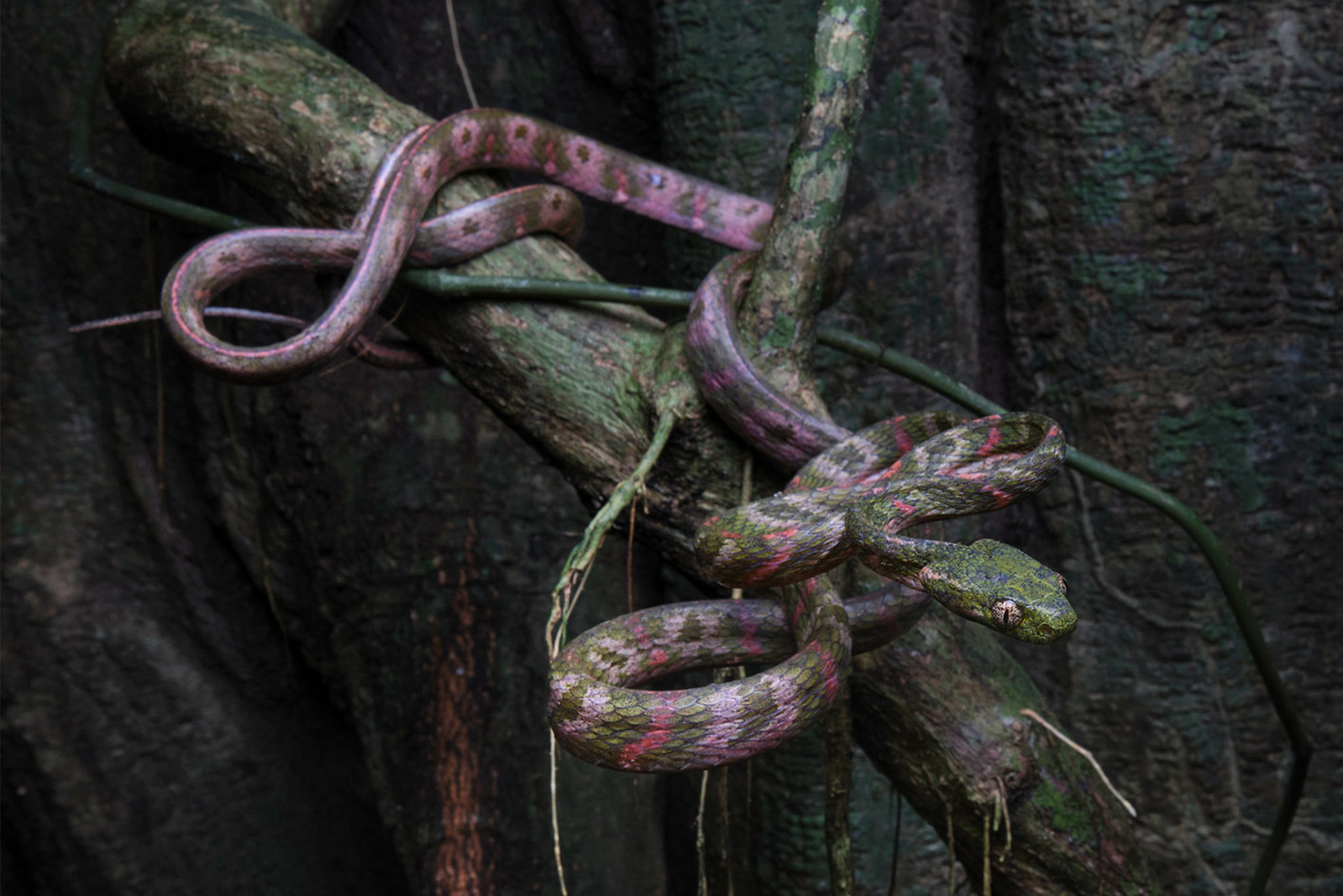 Bengkulu cat snake (Boiga bengkuluensis)