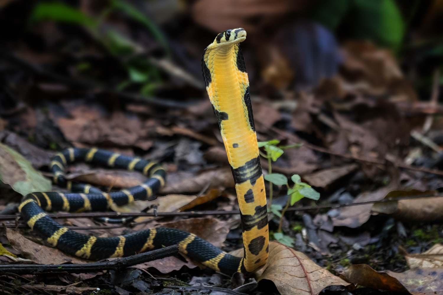 Juvenile king cobra (Ophiophagus hannah).
