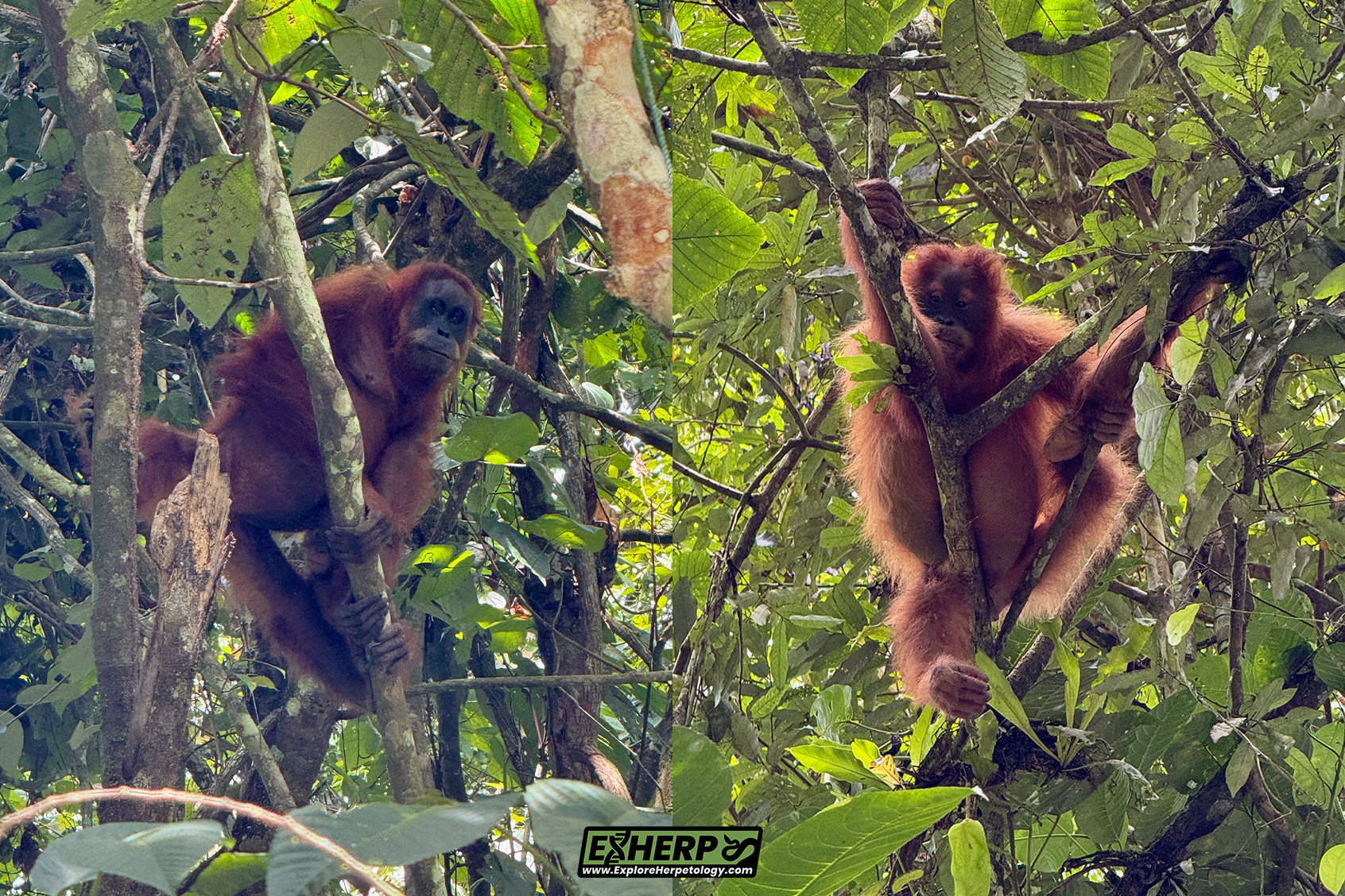 Wild orangutan.