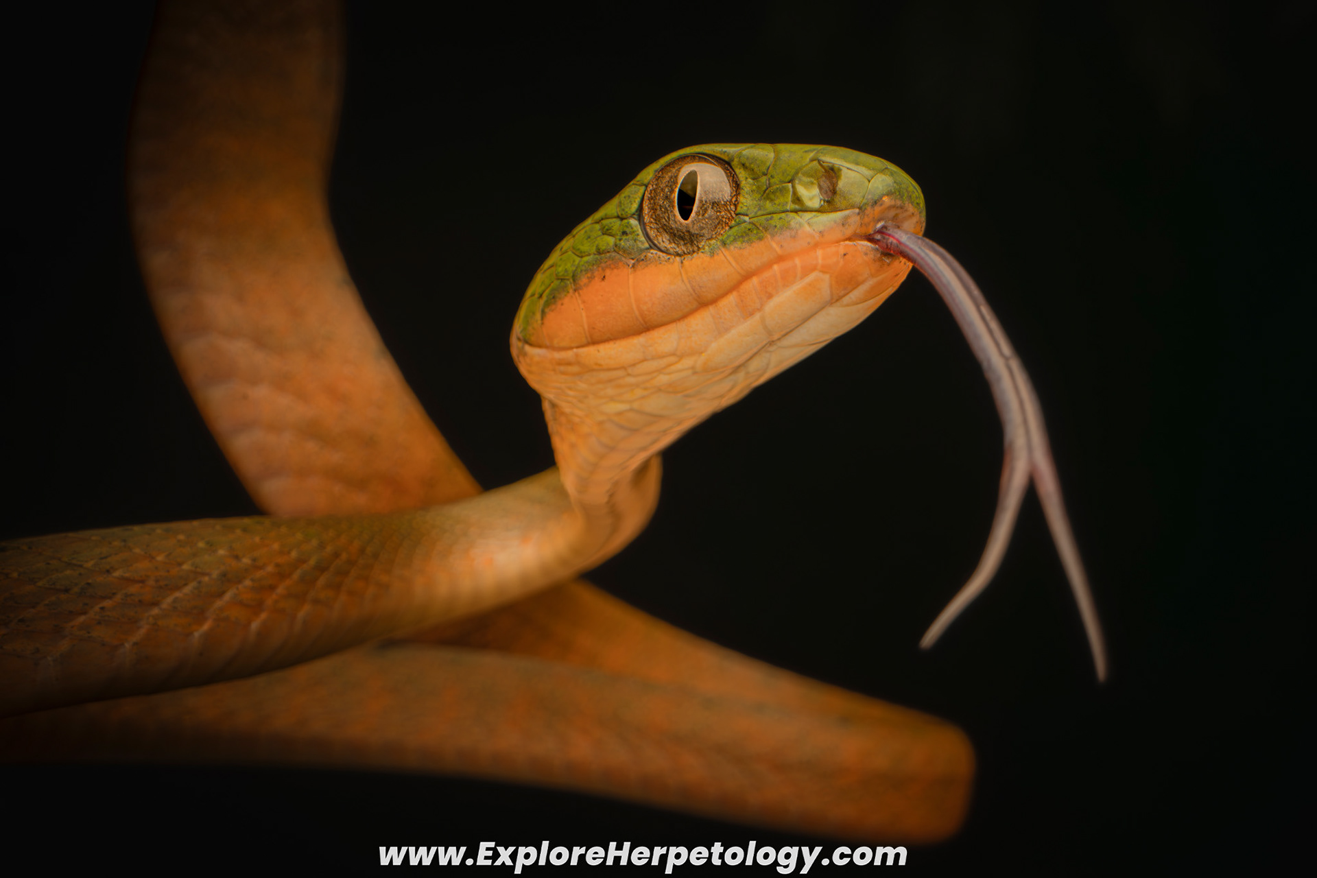 Dark-headed cat snake (Boiga nigriceps).