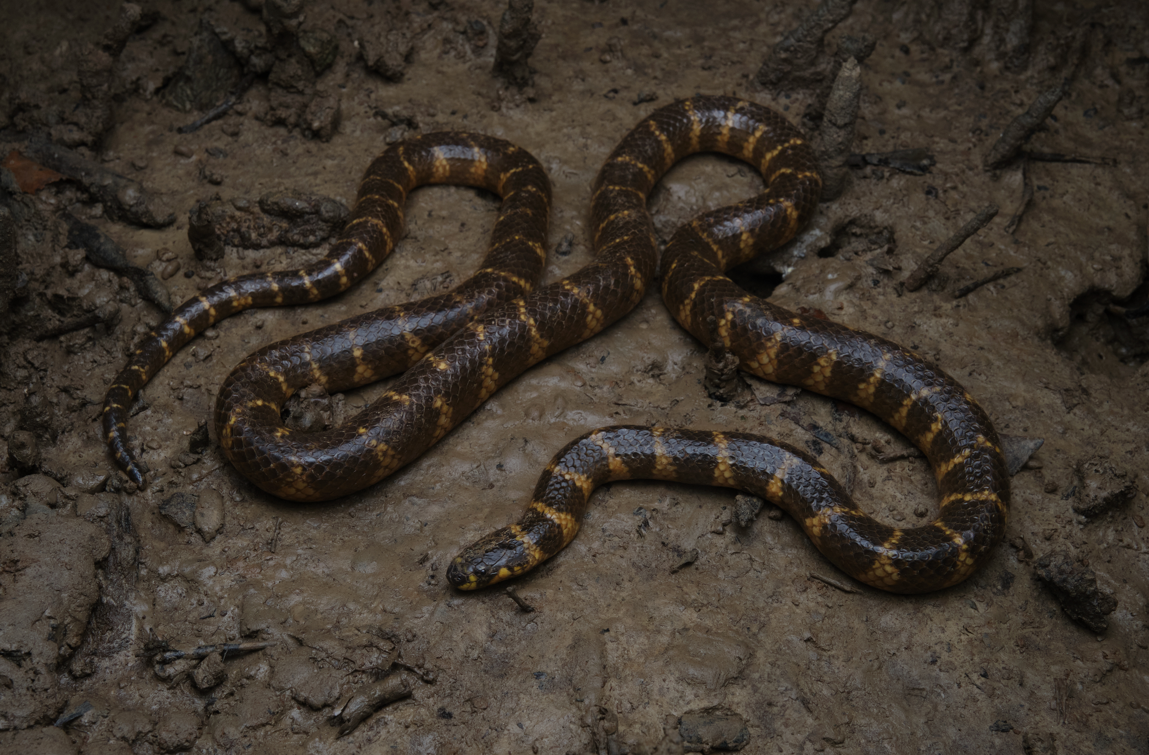 Cantor's mangrove snake (Cantoria violacea)