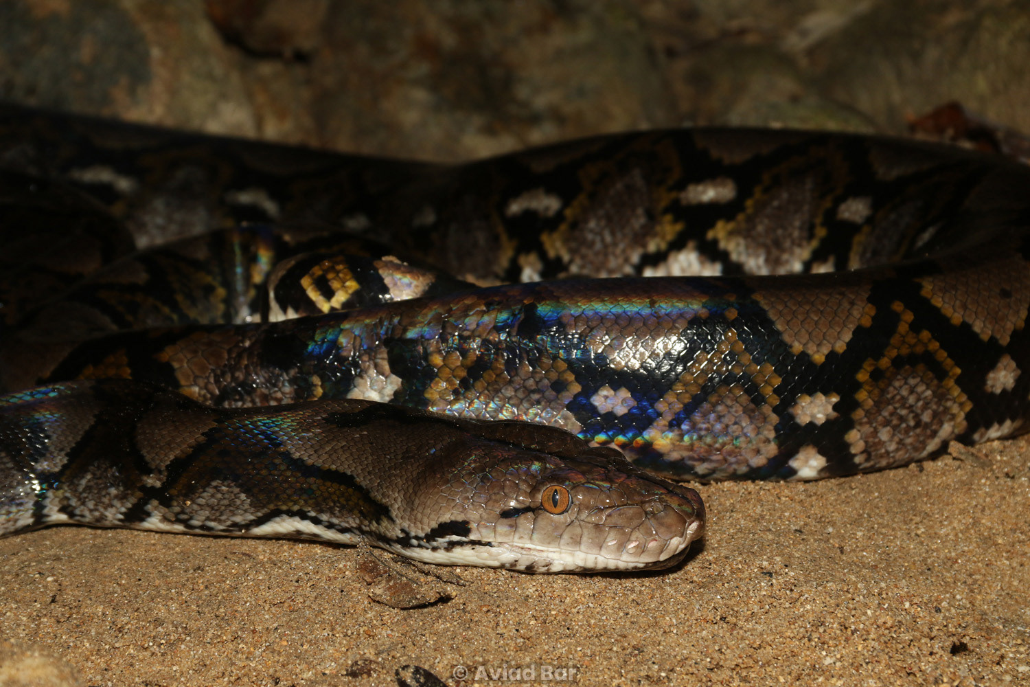 Reticulated python (Malayopython reticulatus).