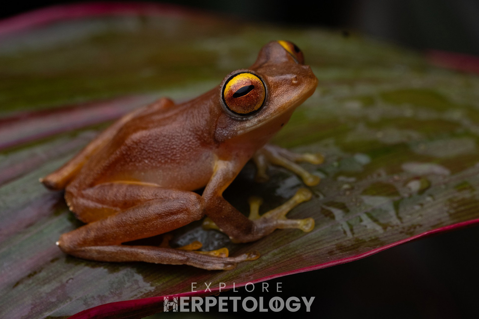 Asiatic tree frog (Leptomantis bimaculatus).