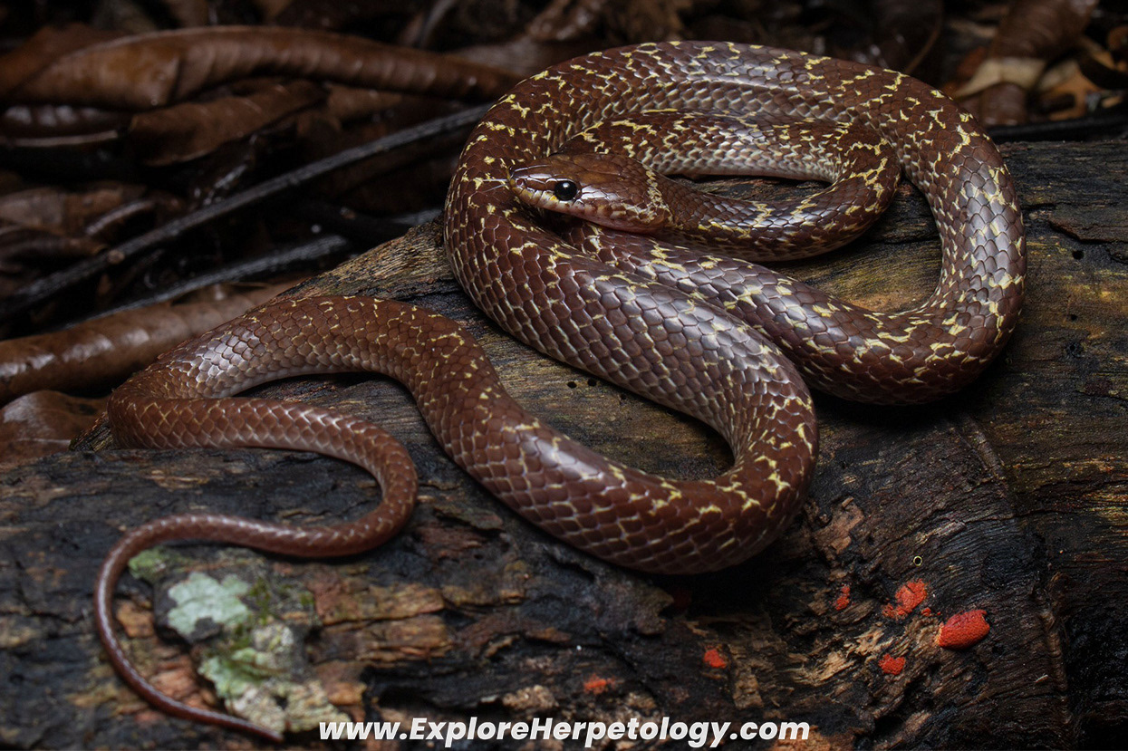 Common wolf snake (Lycodon capucinus).