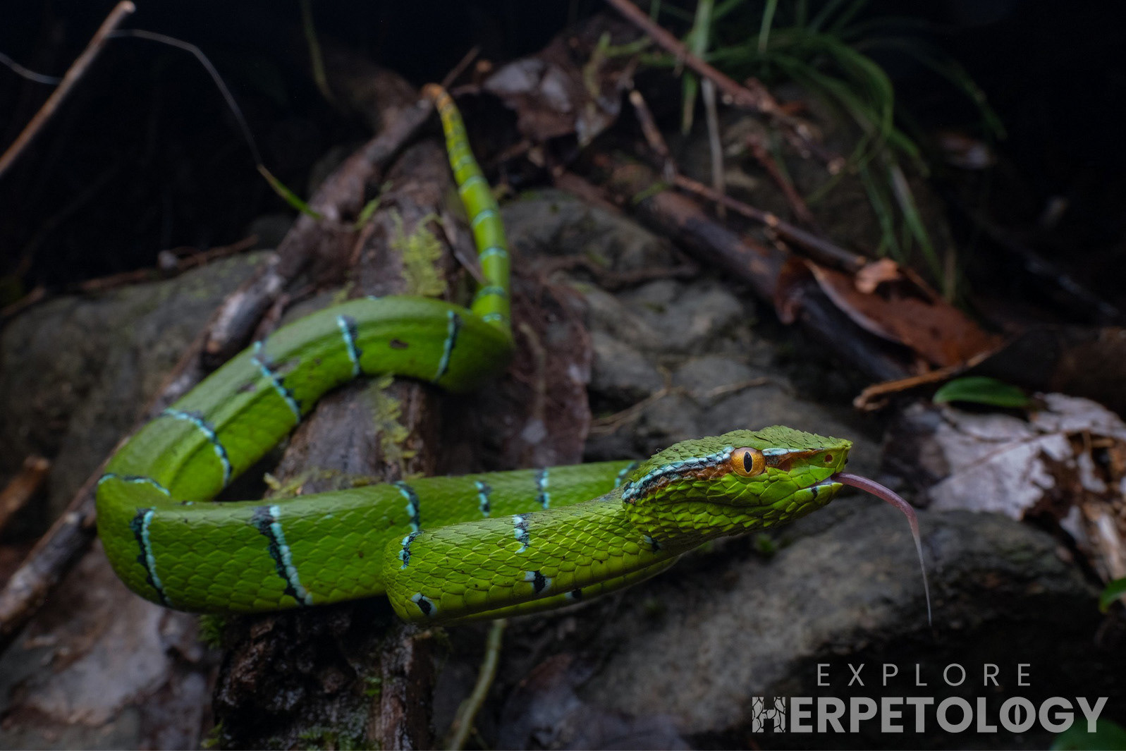 North-Philippine temple viper (Tropidolaemus subannulatus).