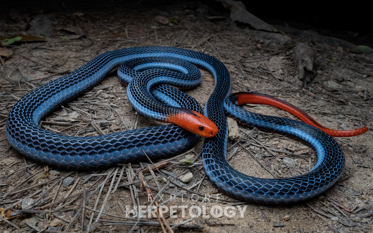 Blue coral snake (Calliophis bivirgata flaviceps)