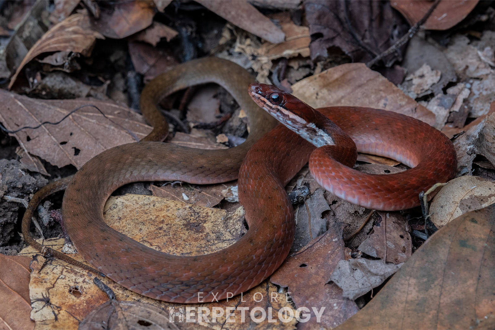 Zig-zag lined keelback (Rhabdophis lineatus).