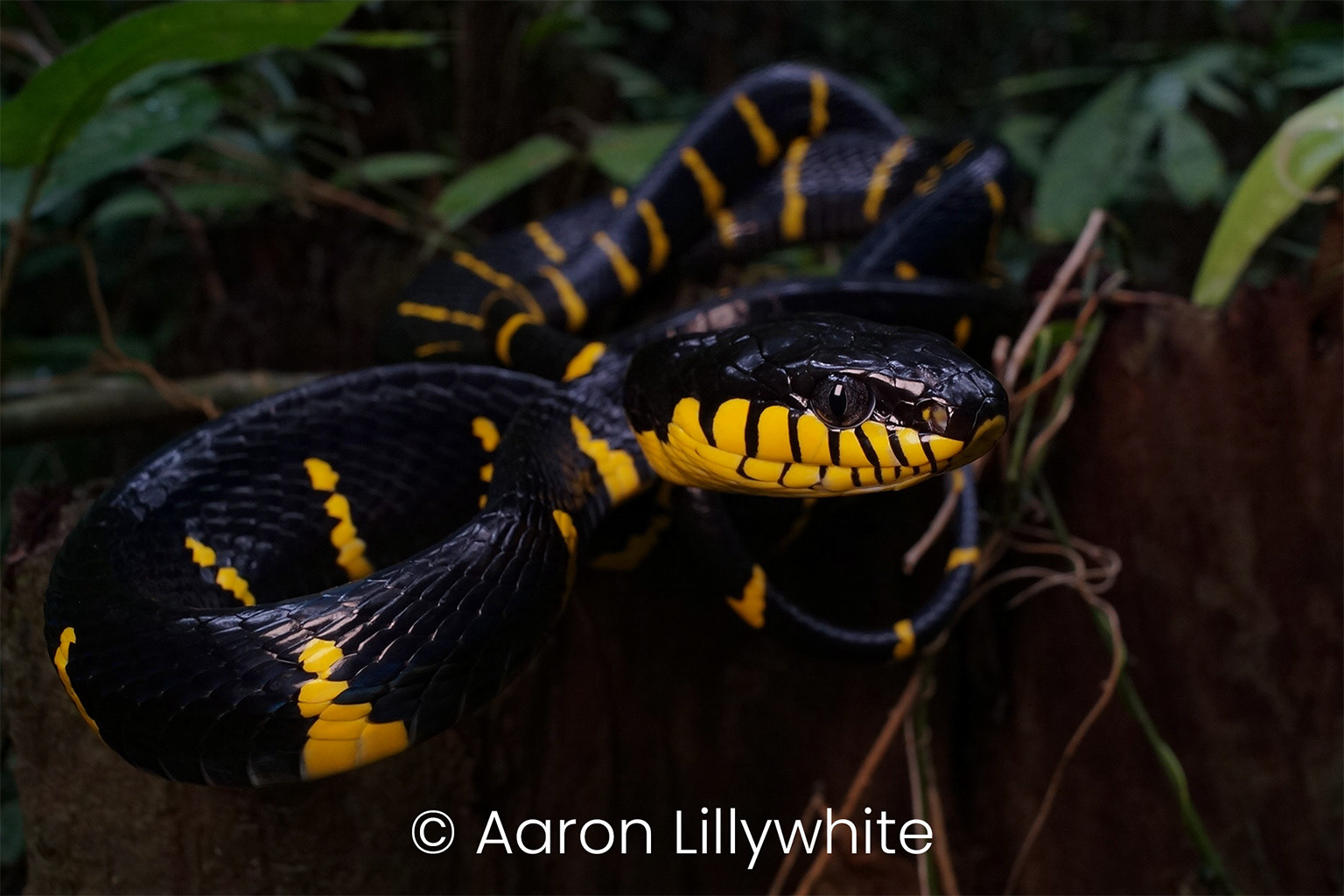 Mangrove cat snake (Boiga melanota).