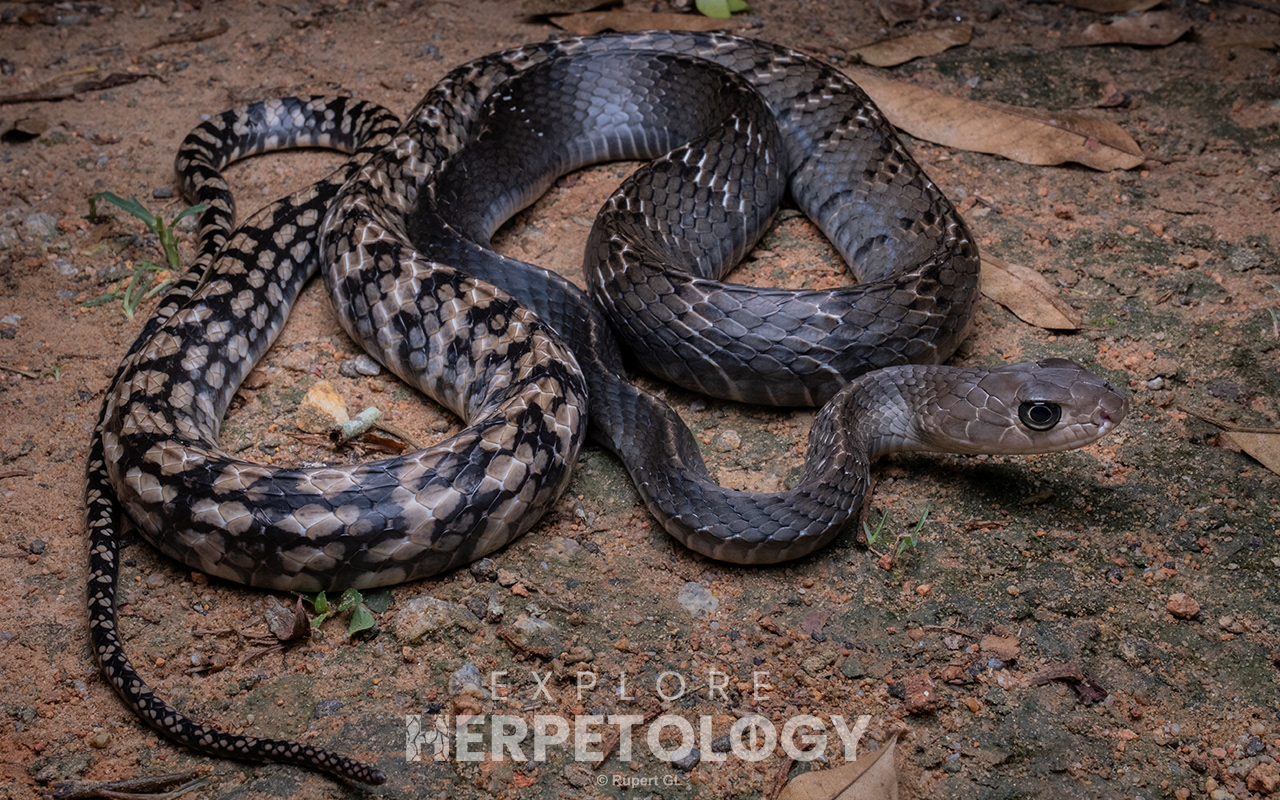 Keeled rat snake (Ptyas carinata)