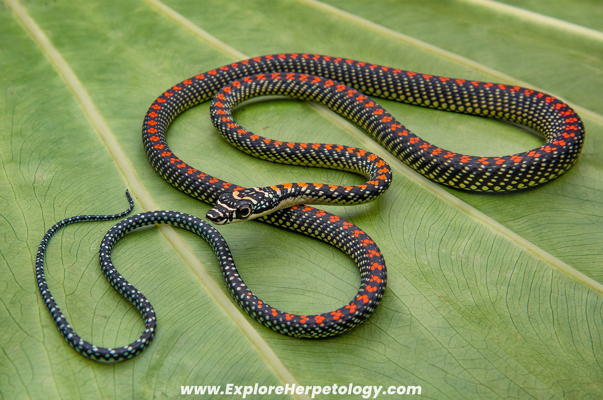 Paradise flying snake (Chrysopelea paradisi).