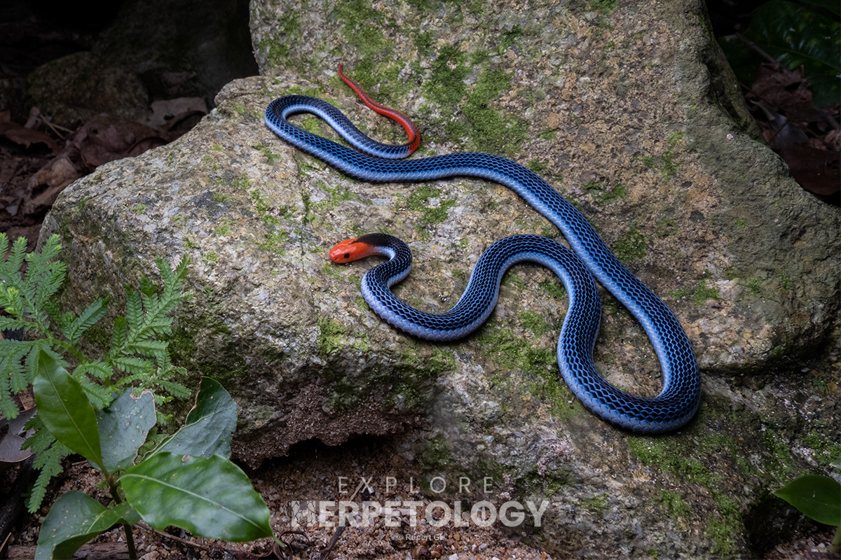 Blue coral snake (Calliophis bivirgata).