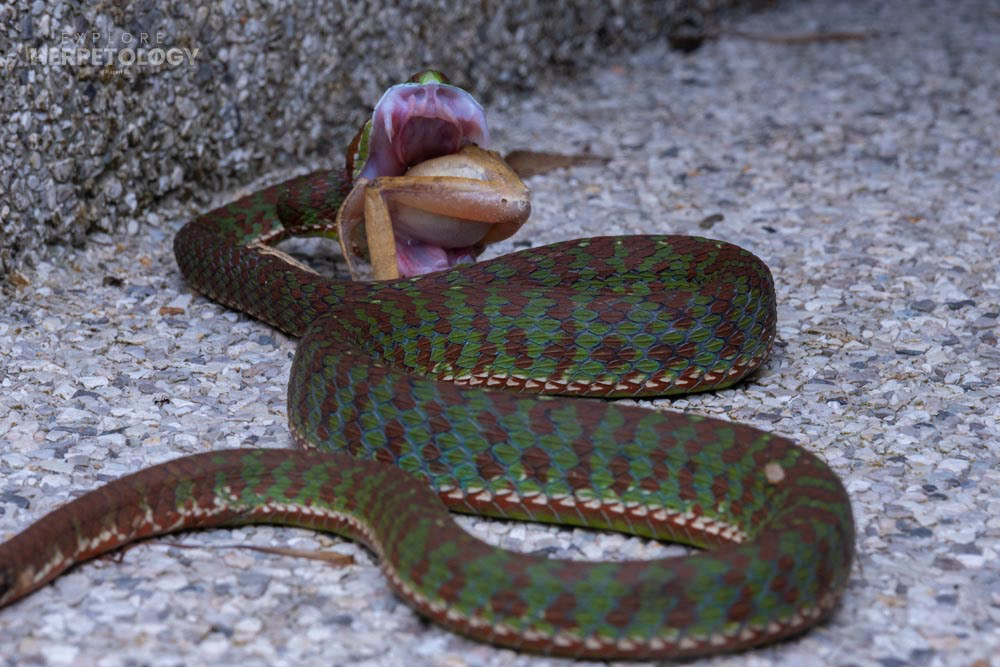 Phuket pit viper (Trimeresurus phuketensis) predating on a four-lined tree frog (Polypedates leucomystax)