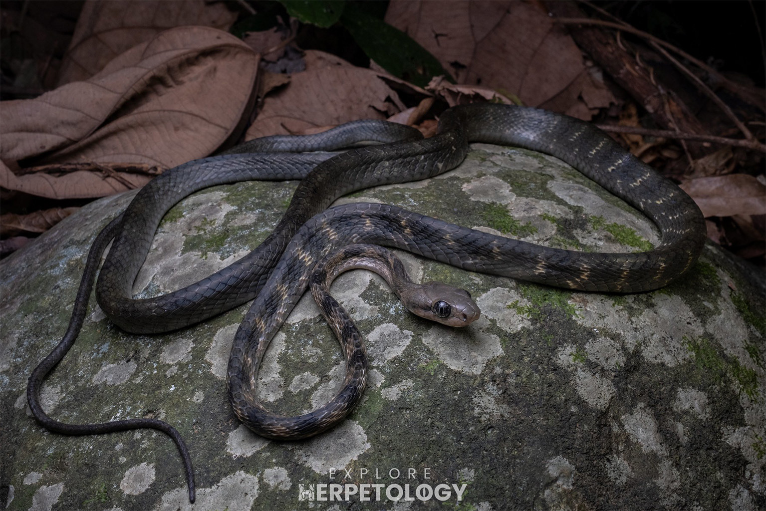 Guangxi cat snake (Boiga guangxiensis)