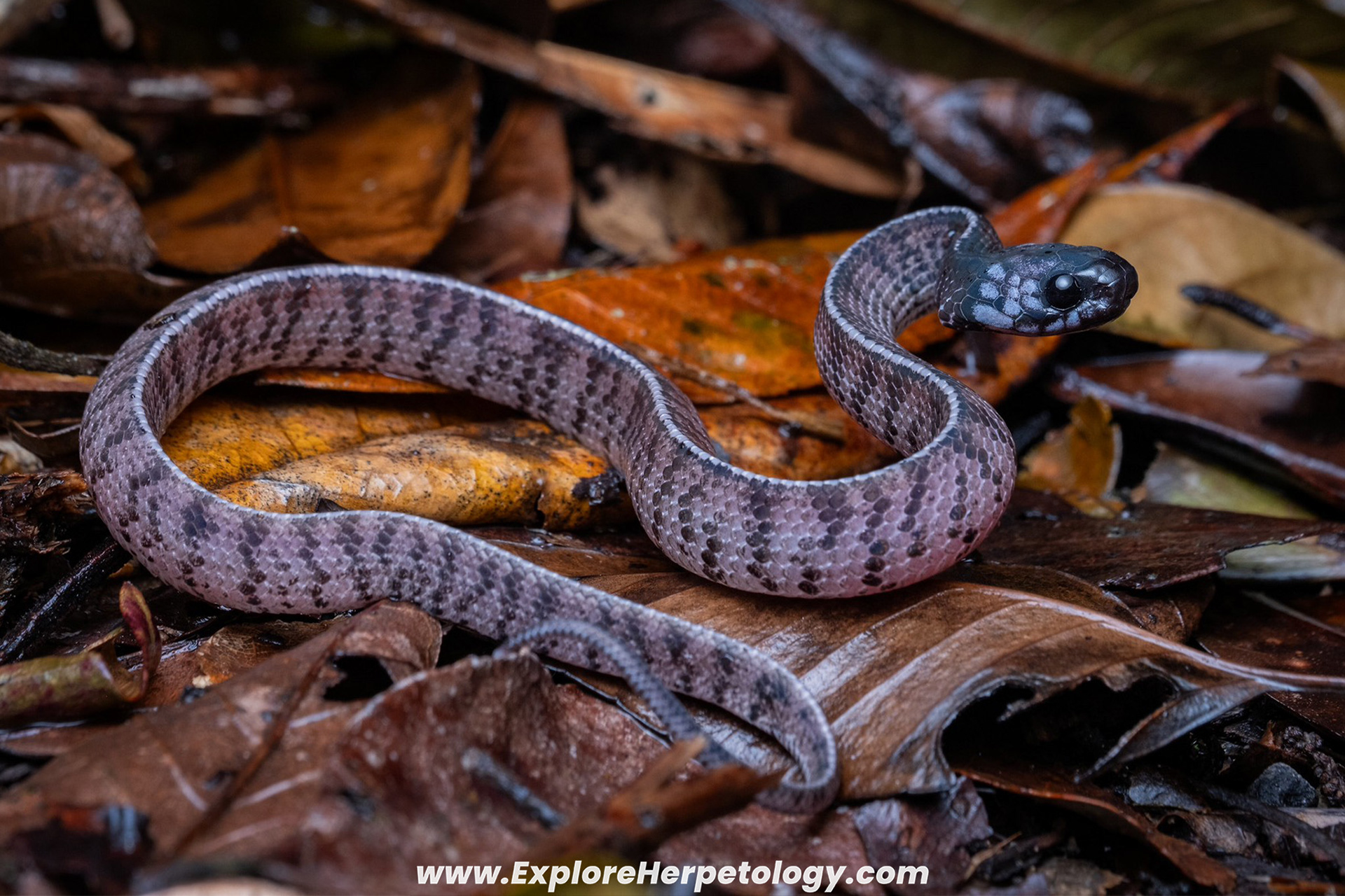 Inger's slug snake (Asthenodipsas ingeri).