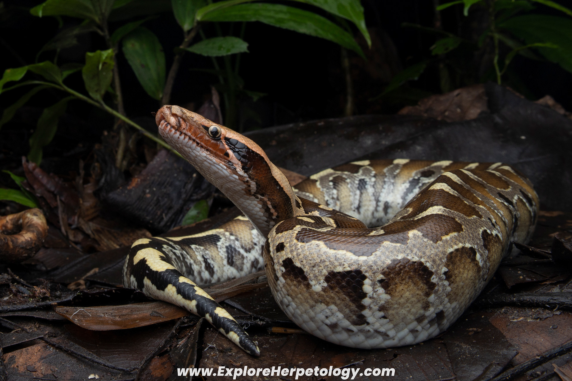 Bornean short python (Python breitensteini);.