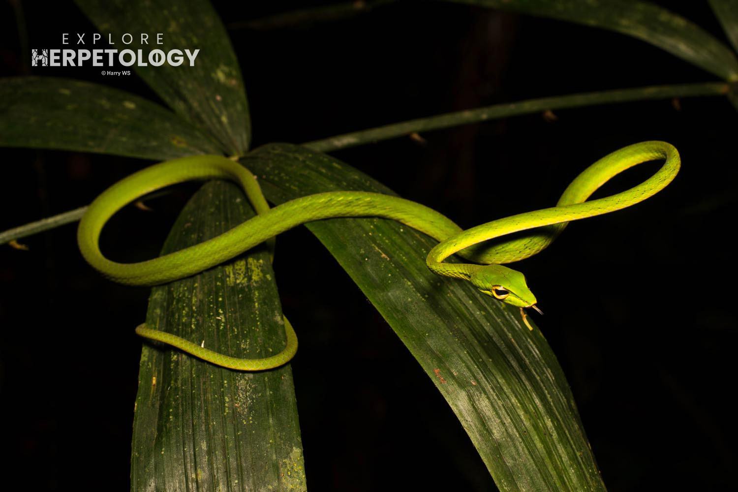 Malayan vine snake (Ahaetulla mycterizans)