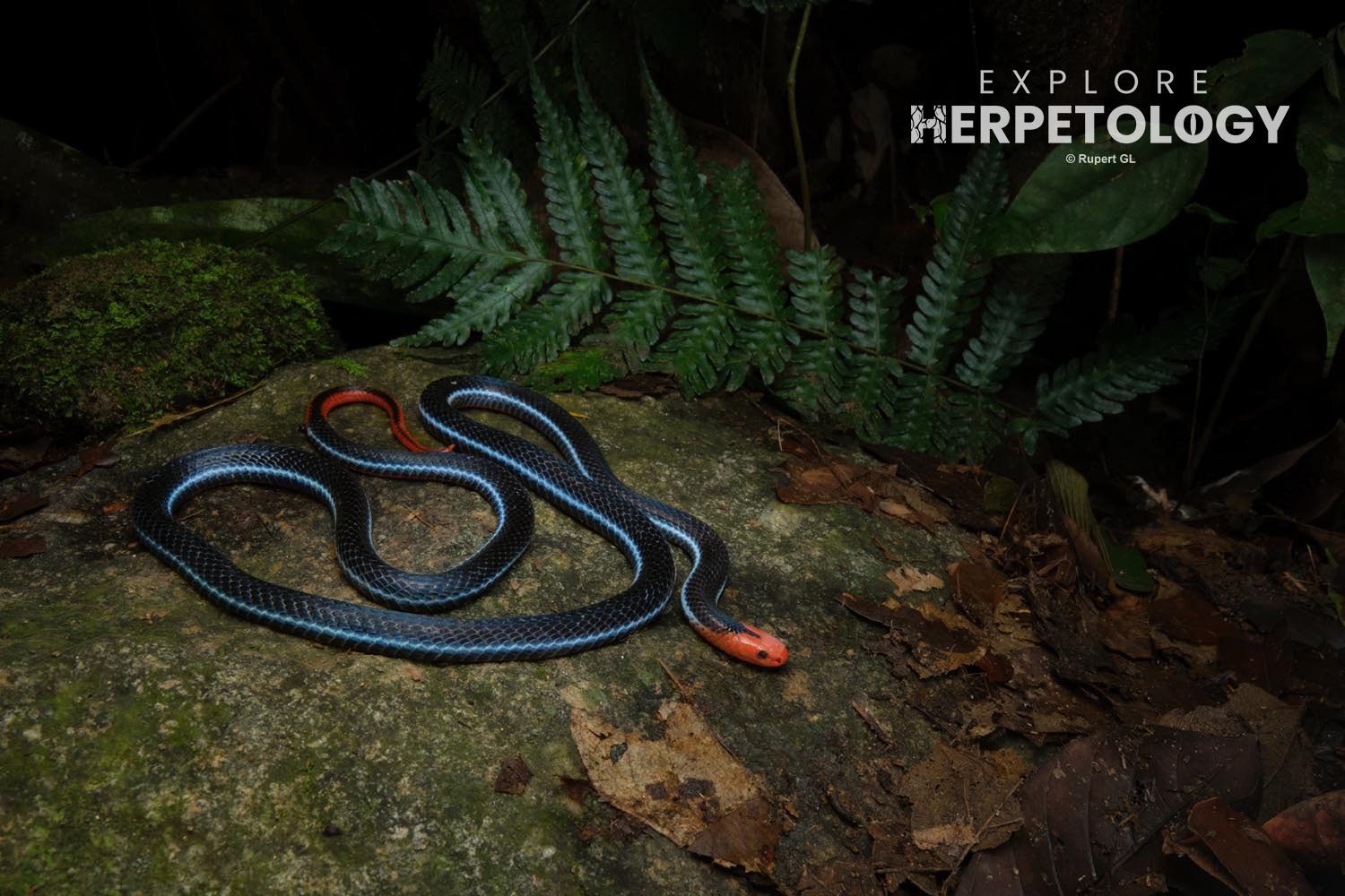 Malaysian blue coral snake (Calliophis bivirgata flaviceps)