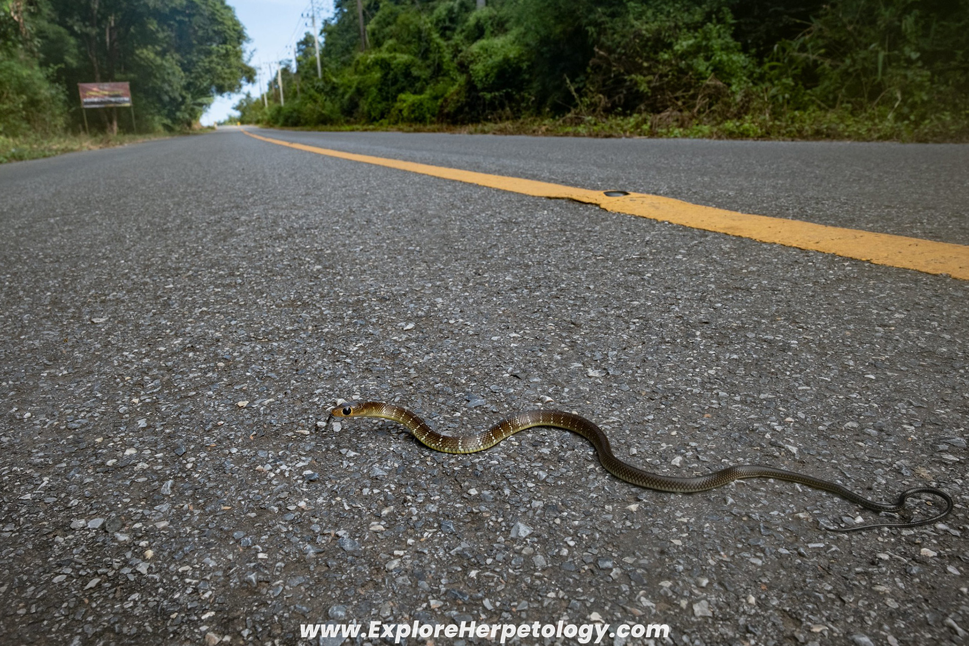 Indo-chinese ratsnake (Ptyas korros).