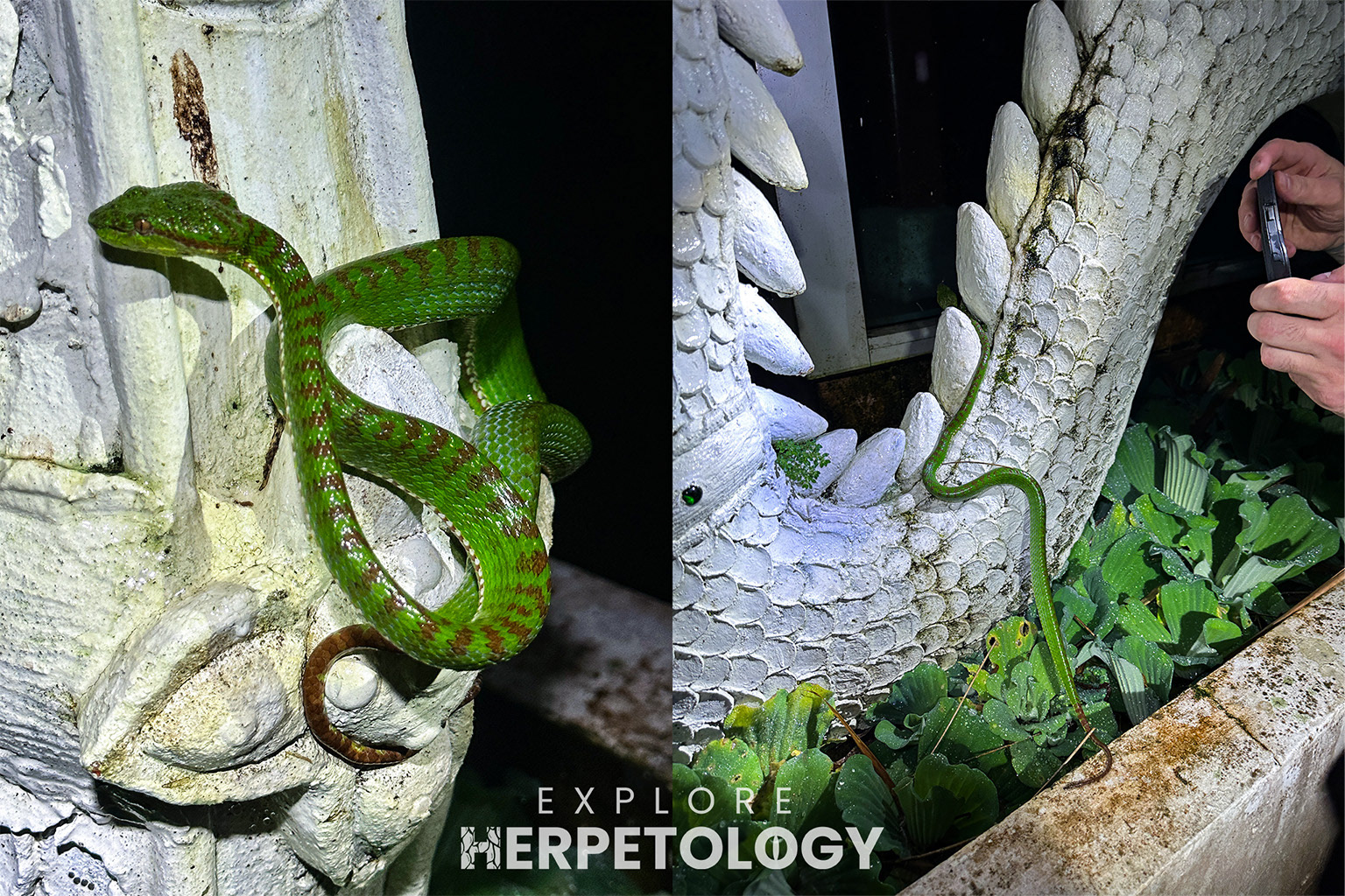 Phuket pit viper (Trimeresurus phuketensis)