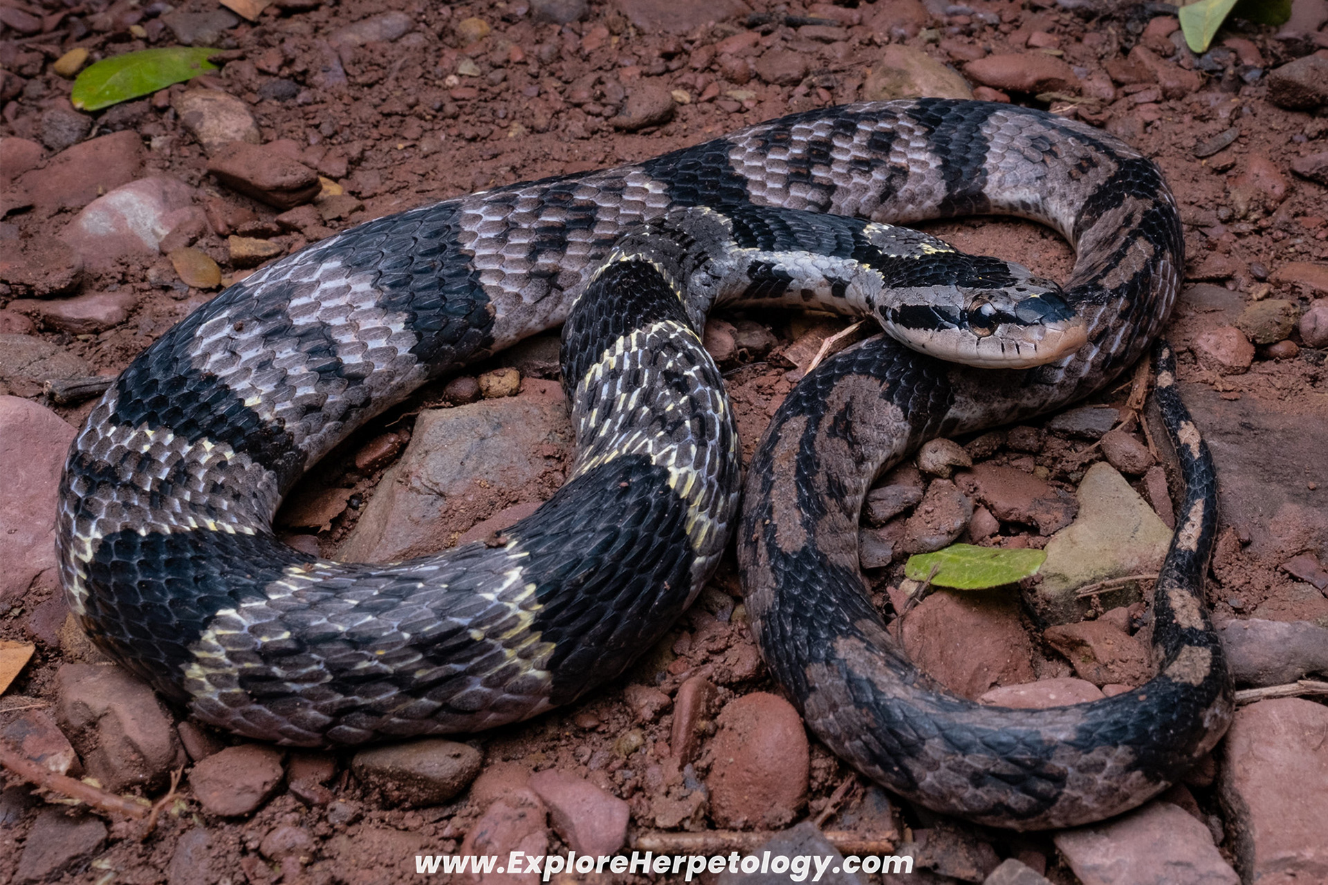 Bamboo false cobra (Pseudoxenodon bambusicola).