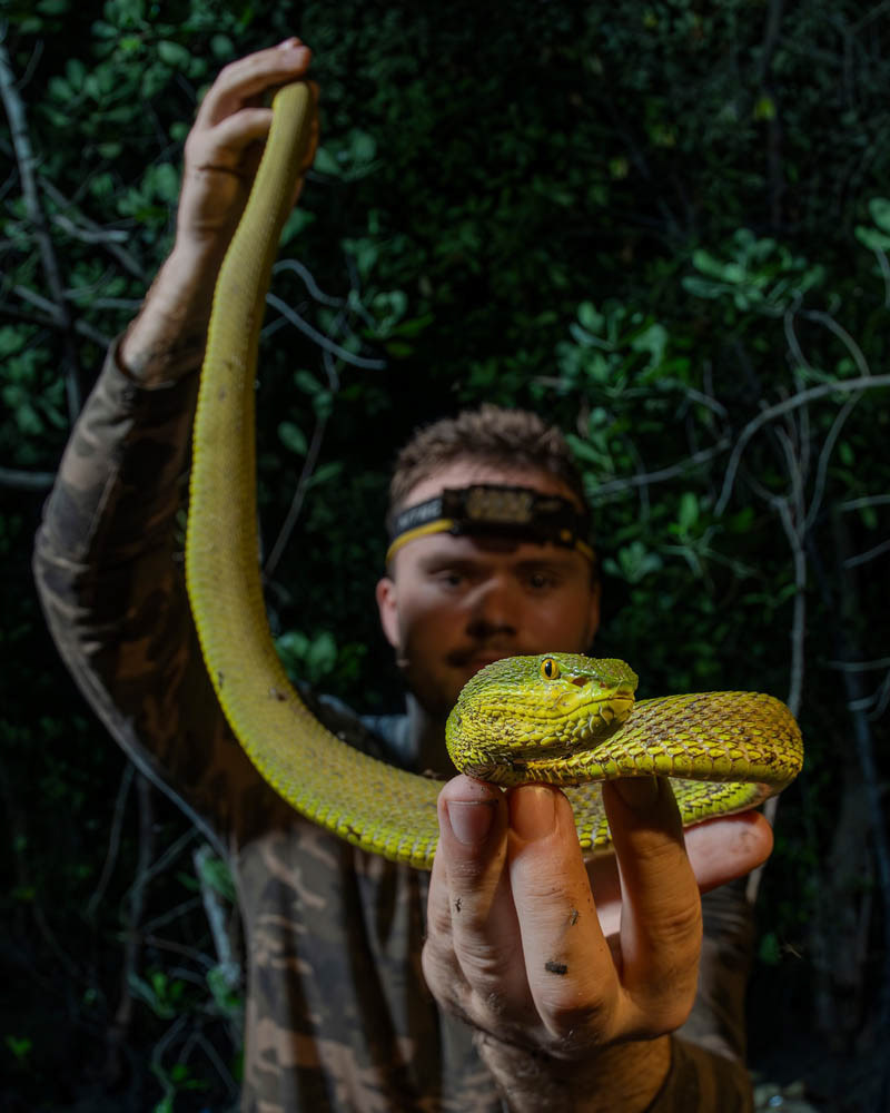 Mangrove viper (Trimeresurus cf. purpureomaculatus) from Sumatra.