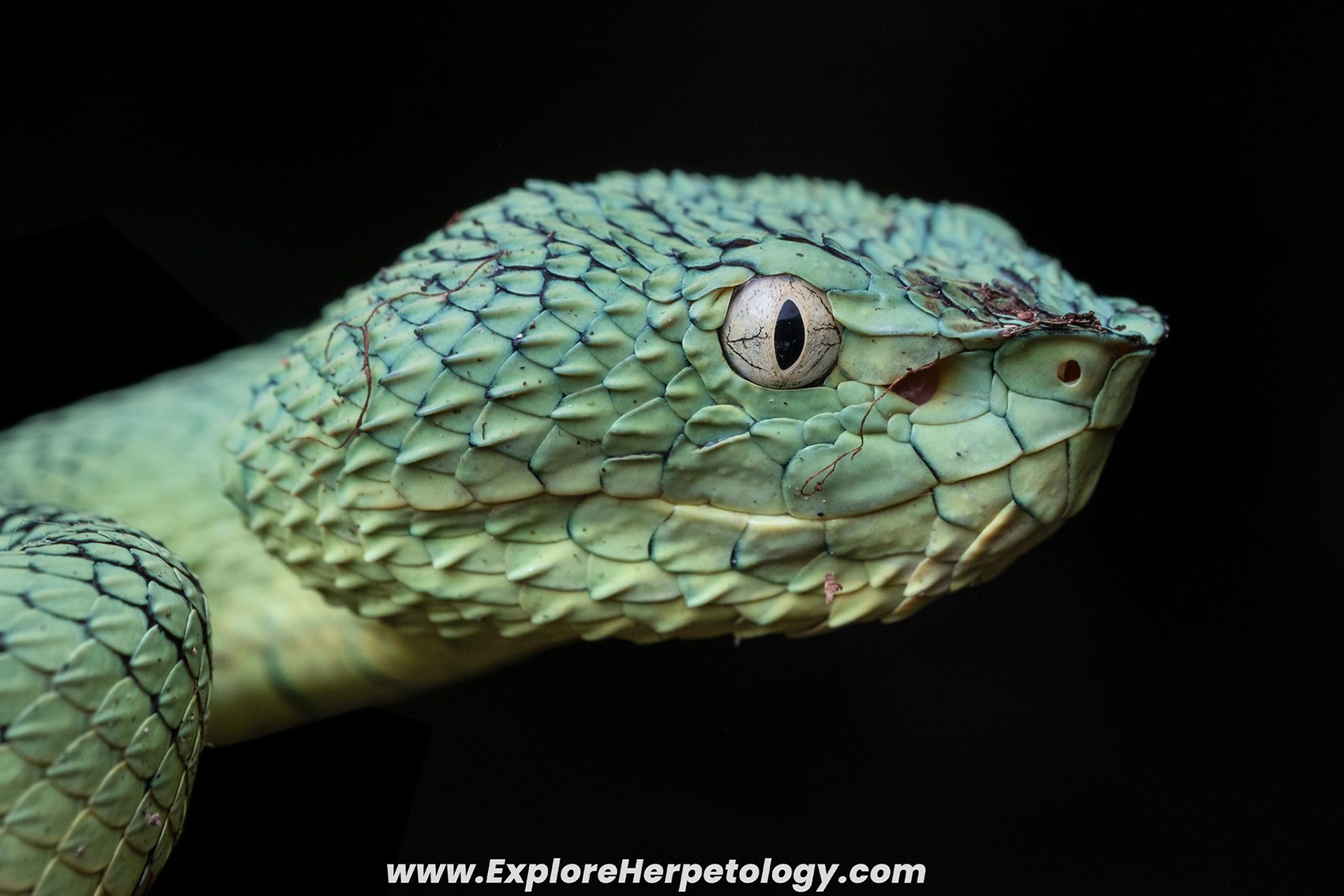 Adult female South Philippine temple viper (Tropidolaemus philippensis).