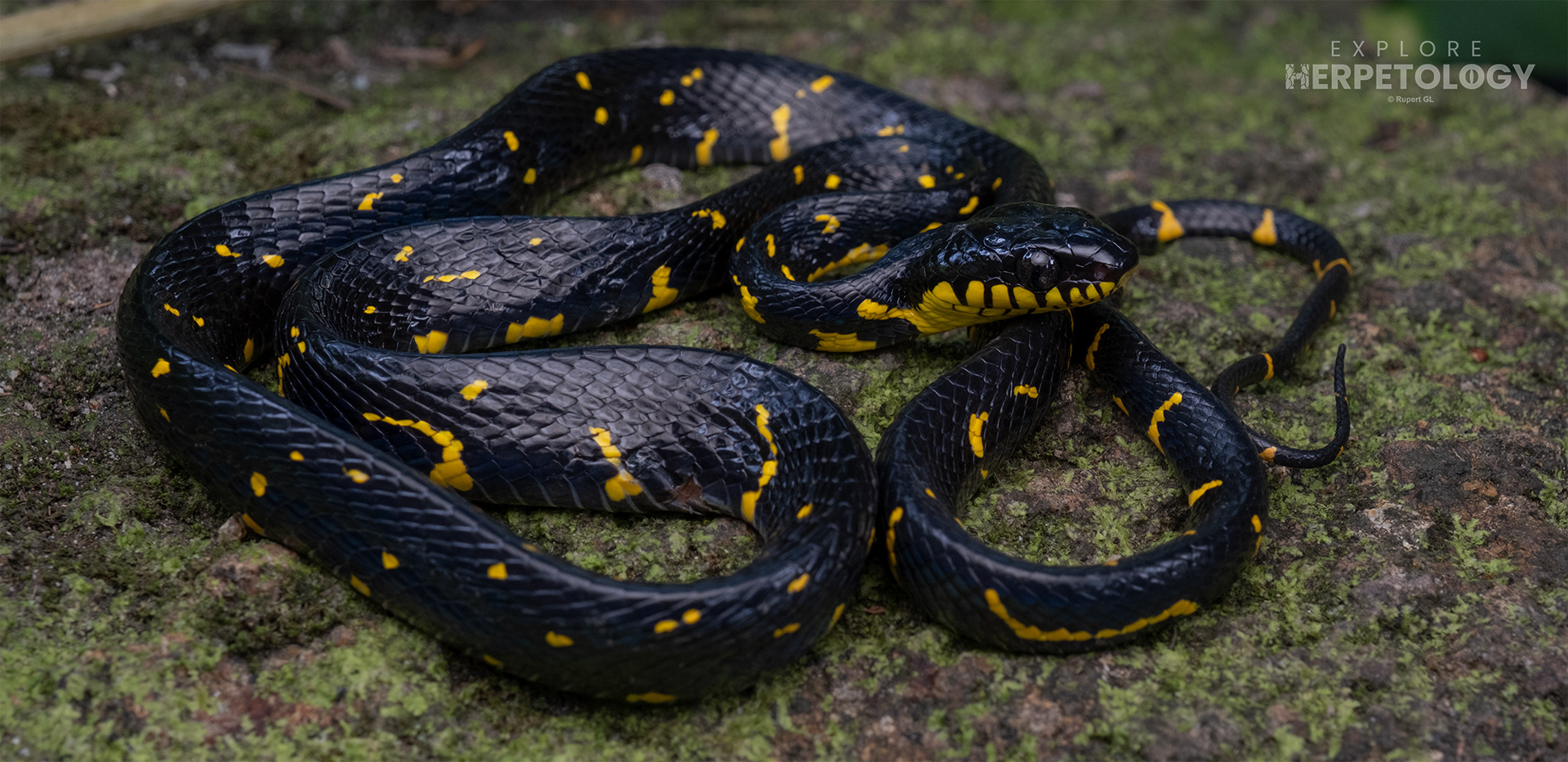 Aberrant ‘spotted’ morph Mangrove cat snake (Boiga melanota)