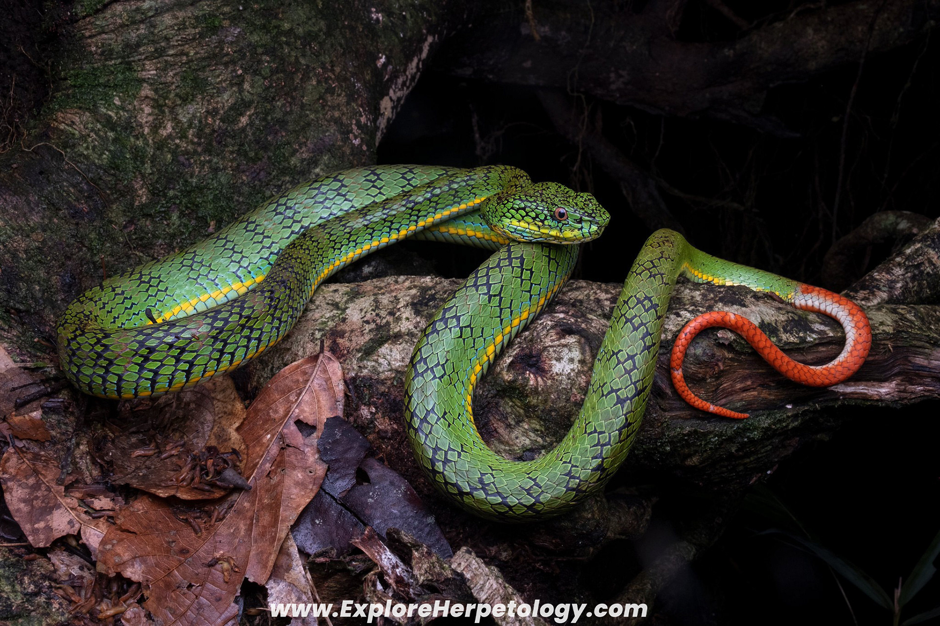 Adult female Schultze's pit viper (Trimeresurus schultzei).