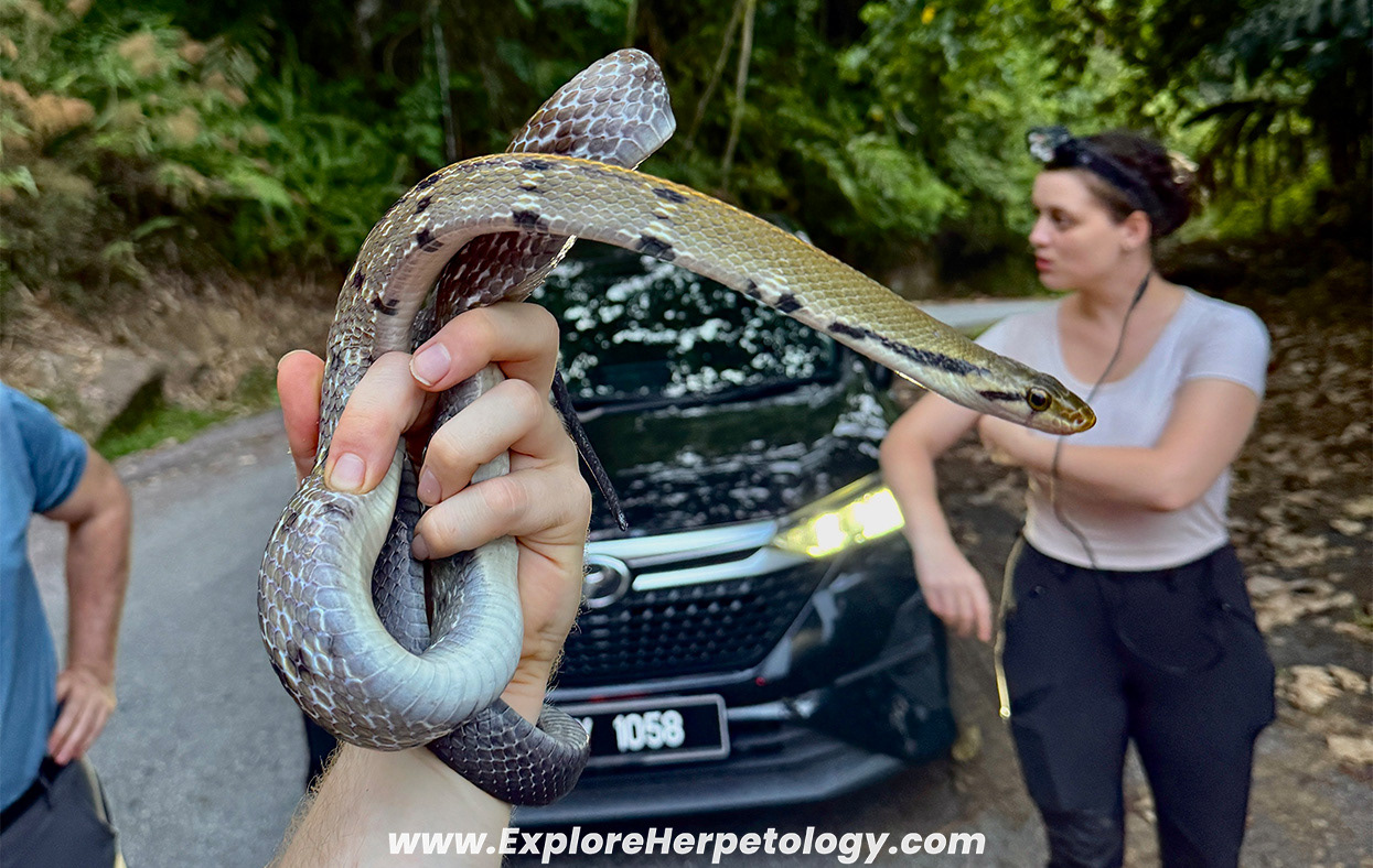 Malayan racer (Coelognathus flavolineatus).