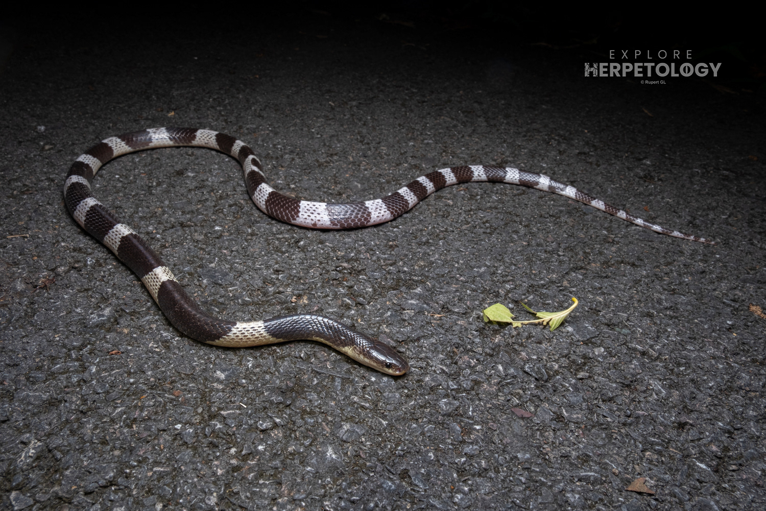 Malayan krait (Bungarus candidus).