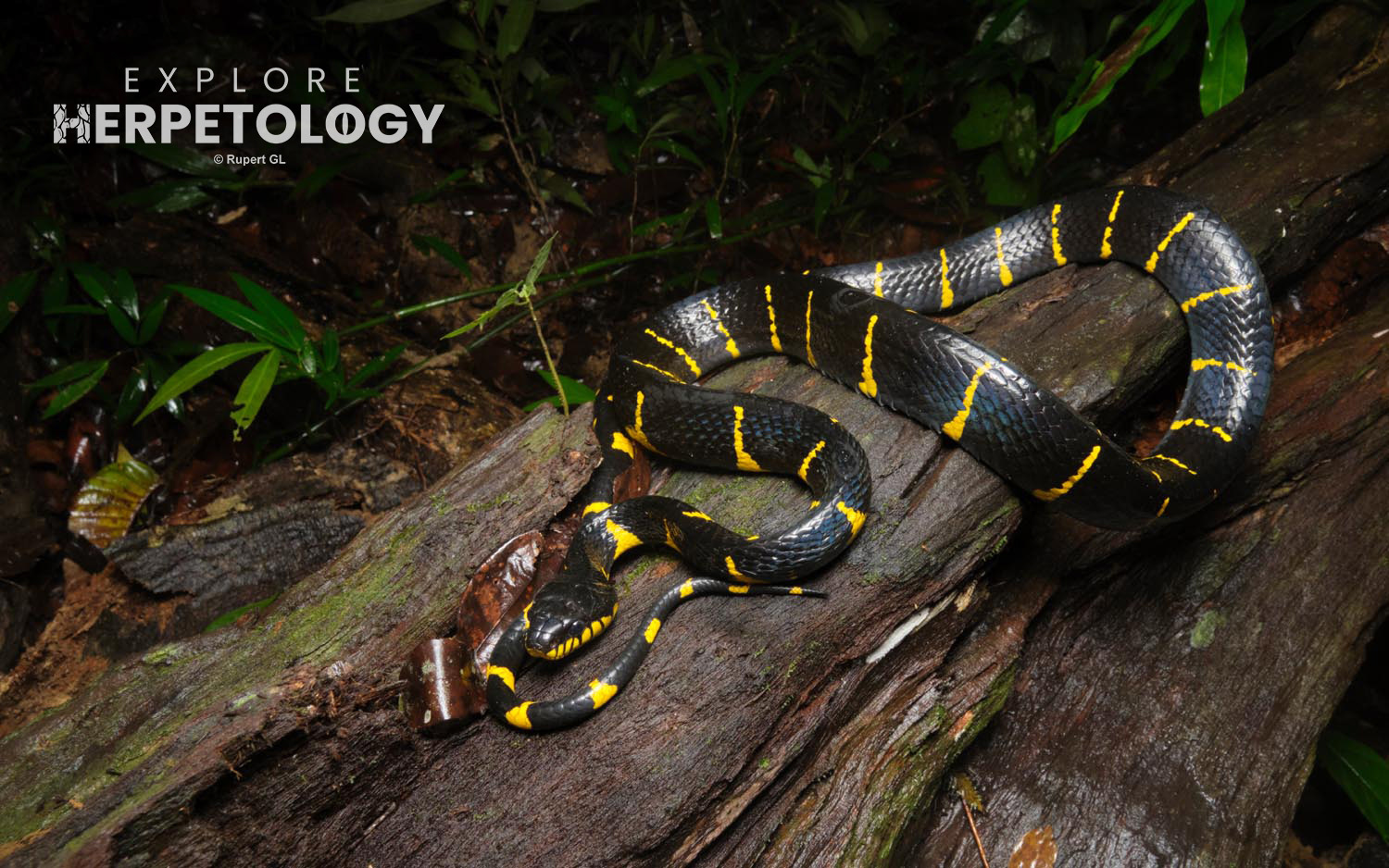 Western mangrove cat snake (Boiga melanota)