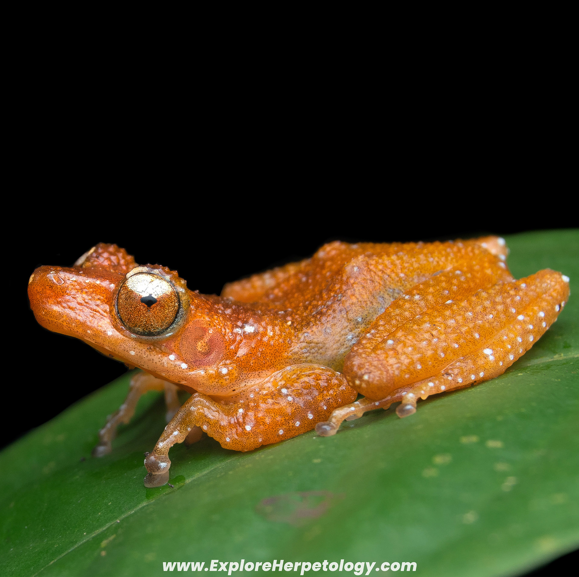 Cinnamon frog (Nyctixalus pictus).