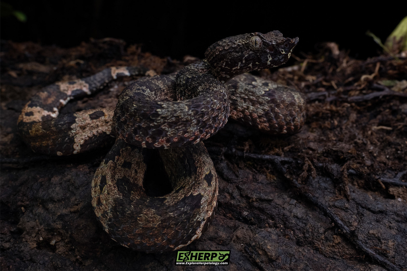 Male leaf-nosed pit viper (Craspedocephalus cf. borneensis).