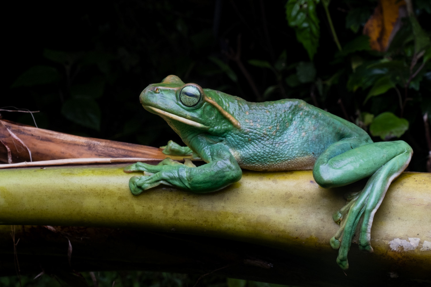 Giant flying frog (Rhacophorus feae).