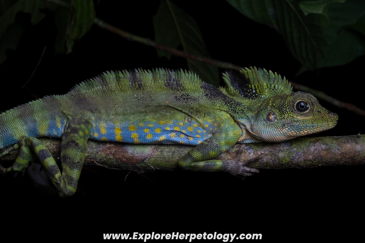 Great angle-headed lizard (Gonocephalus grandis).