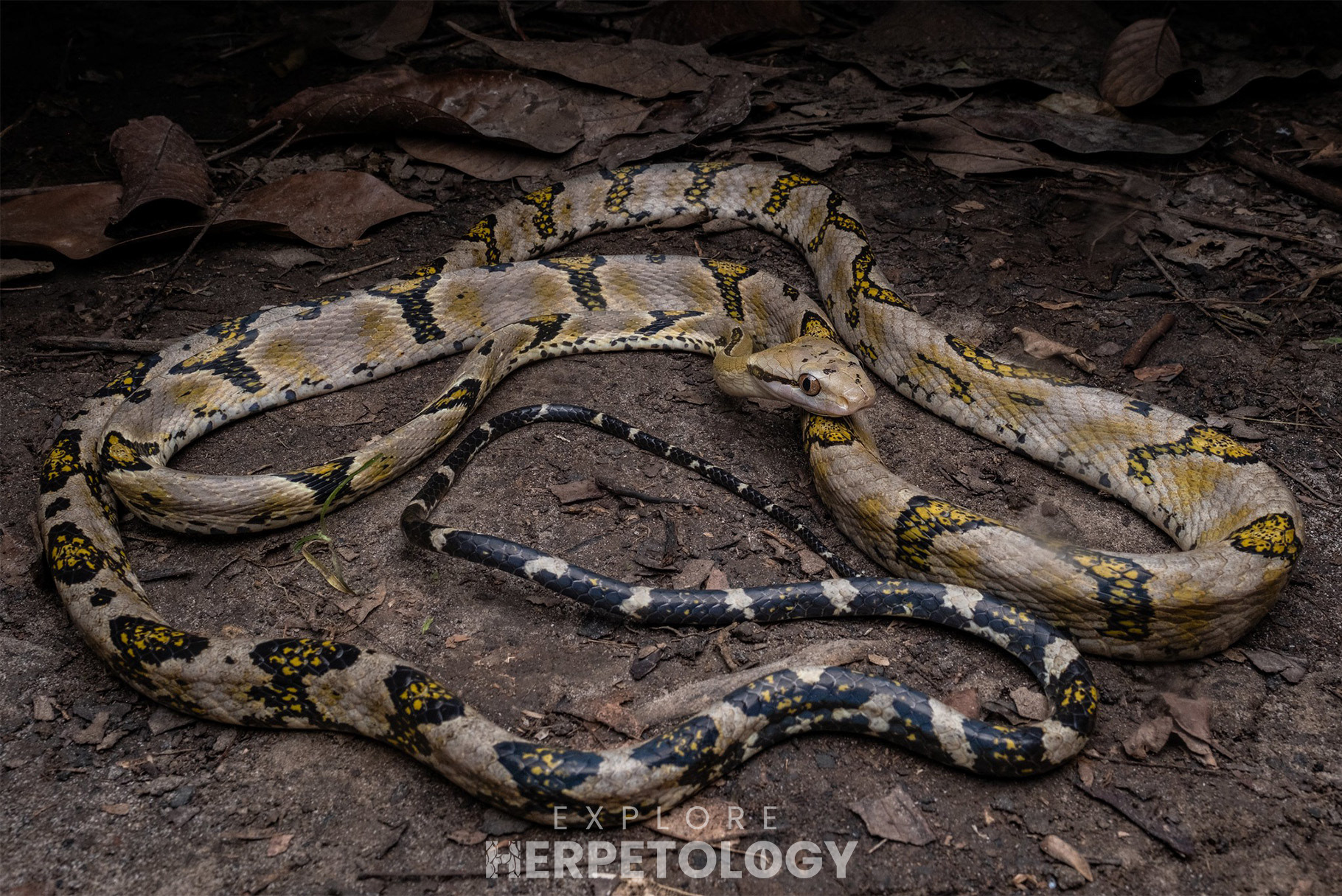 Dog-toothed cat snake (Boiga cynodon)