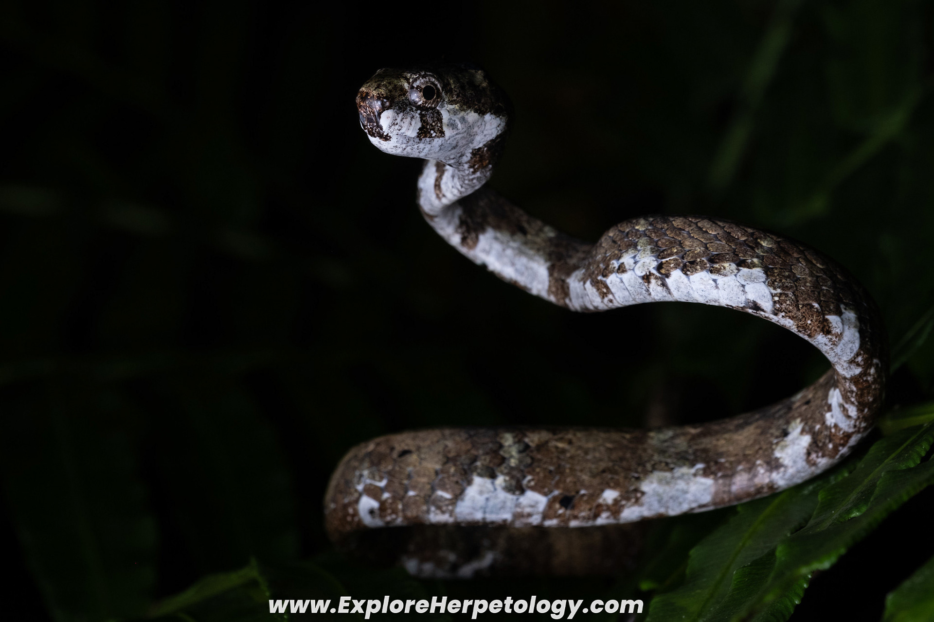 Blunt-headed slug snake (Aplopeltura boa).
