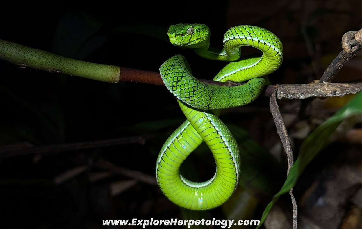 Sumatran pit viper (Trimeresurus sumatranus).