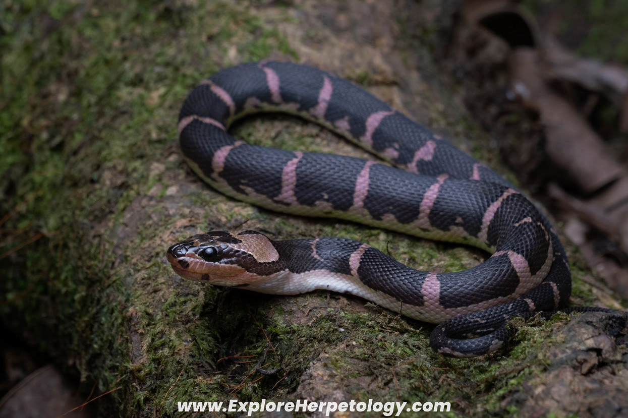 Puff-faced water snake (Homalopsis buccata).