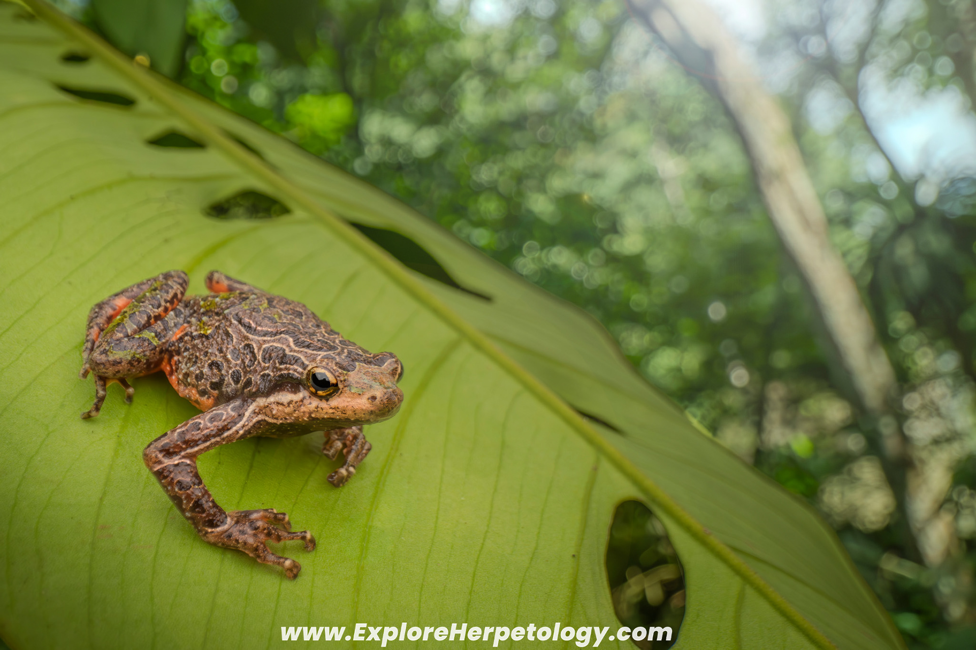 Red-bellied frog (Phrynella pulchra).