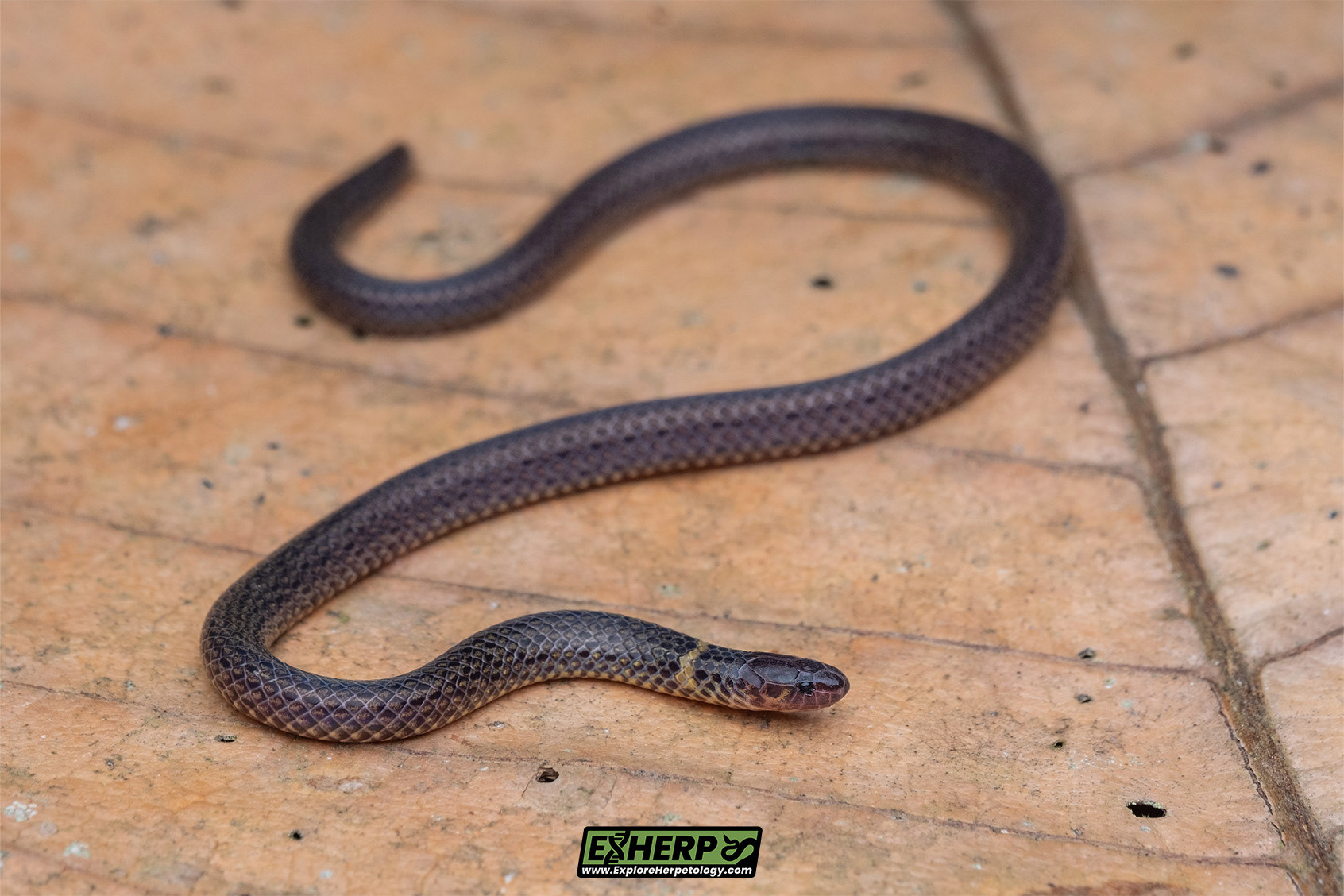 Short-tailed reed snake (Calamaria virgulata).