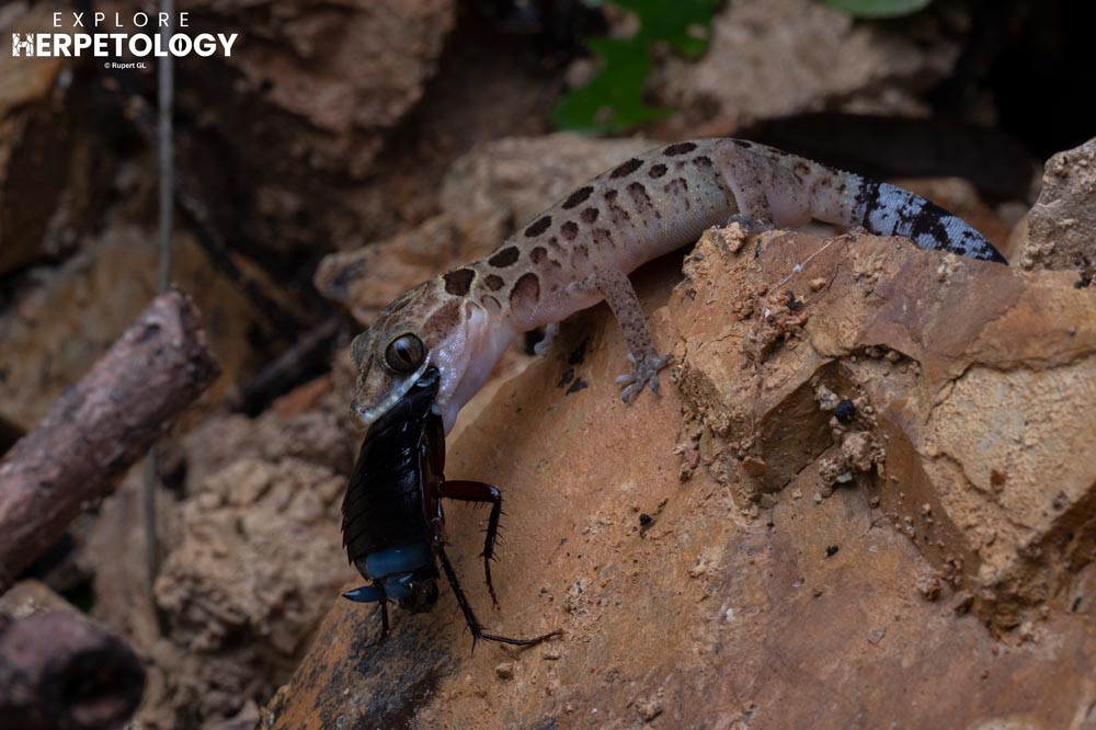 Zebra-tailed bent-toed gecko (Cyrtodactylus zebraicus)
