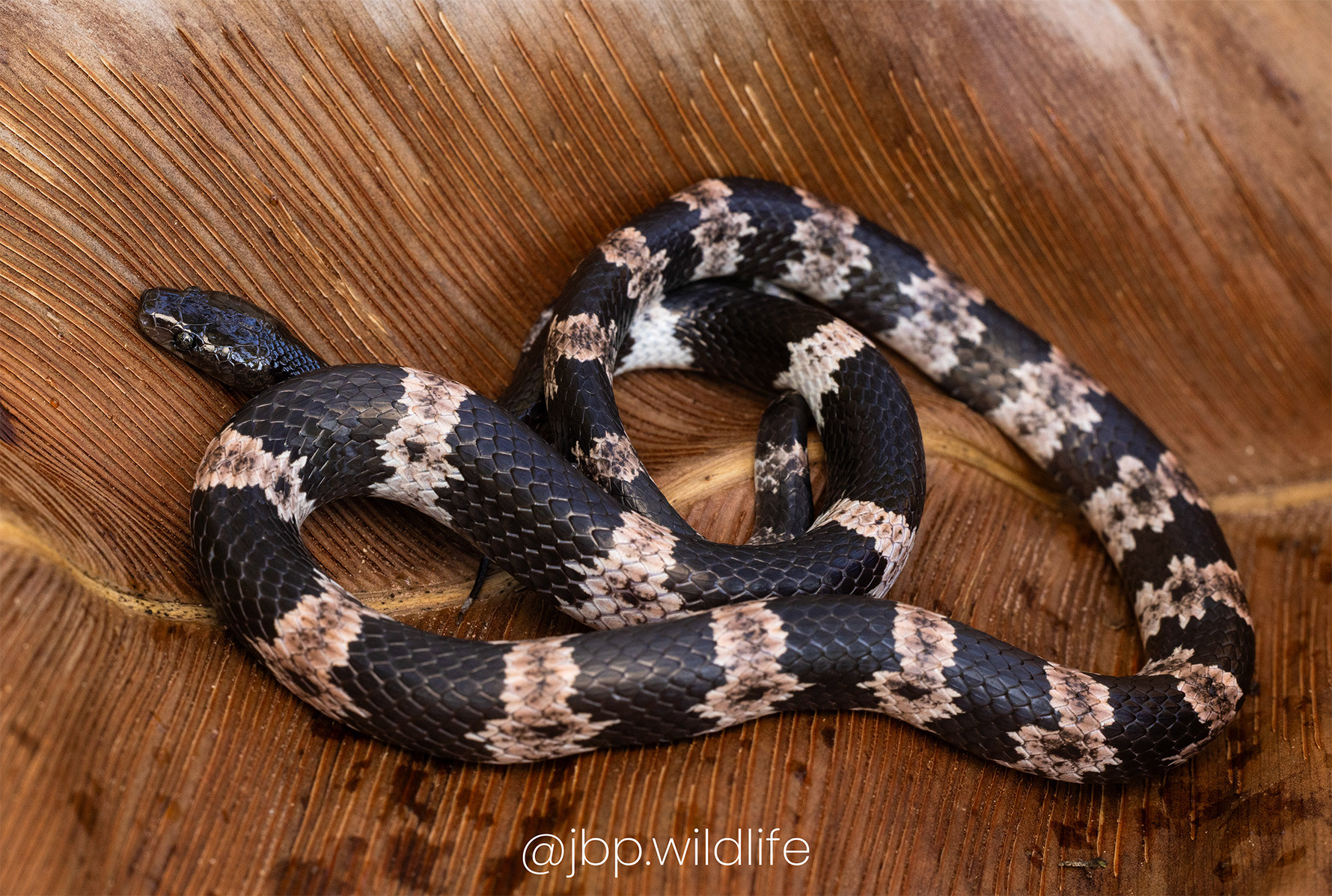 Lycodon fasciatus