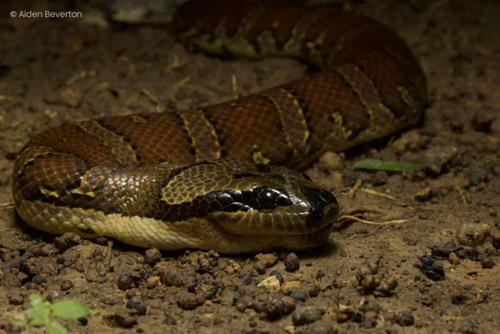 Puff-faced water snake (Homalopsis buccata)