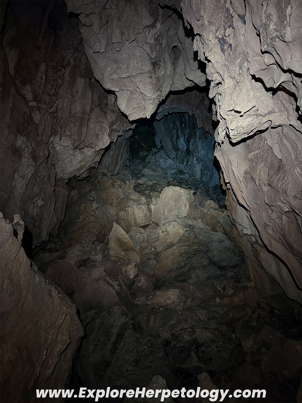 Cave habitat of the three-horned lance-headed pit viper (Protobothrops sieversorum).