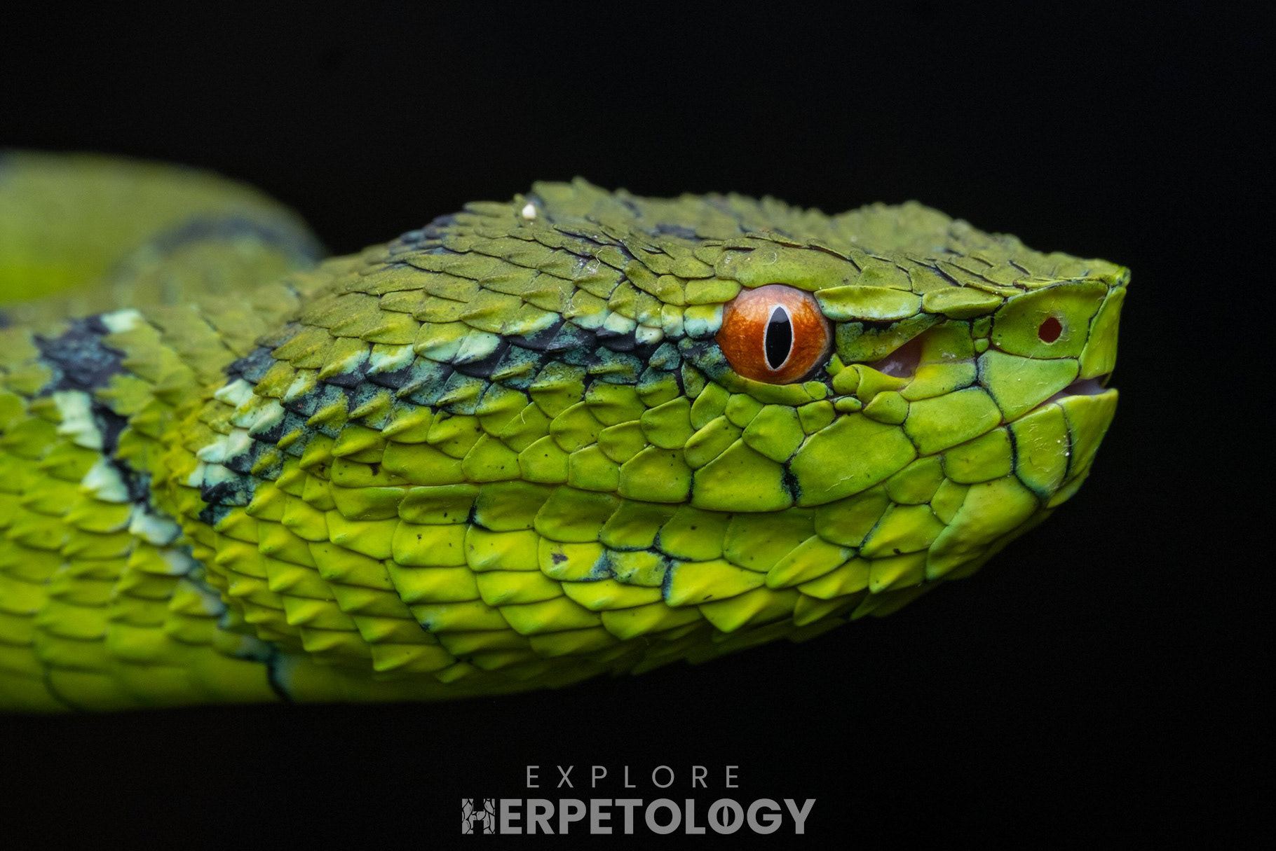 North-Philippine temple viper (Tropidolaemus subannulatus)
