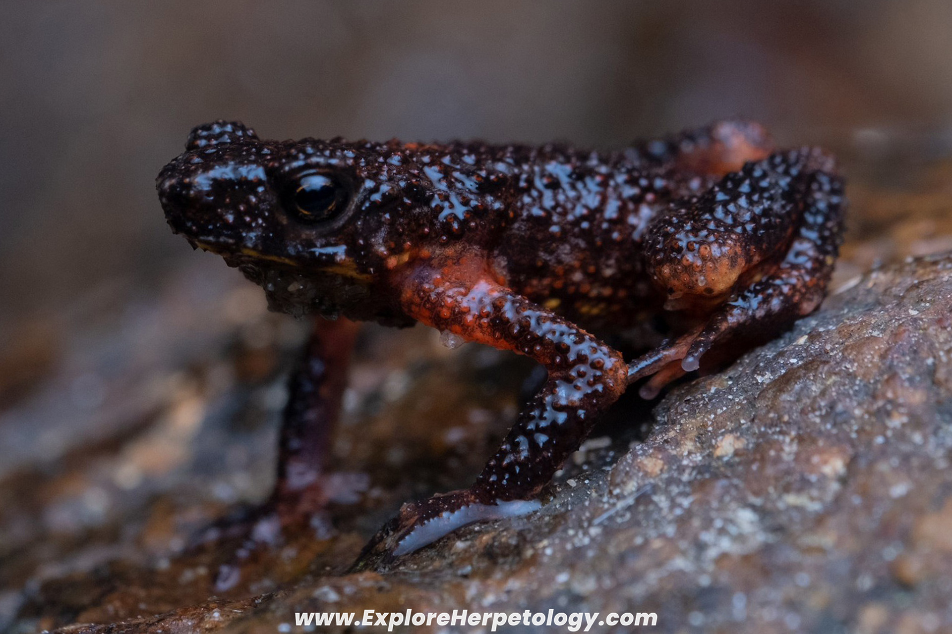 Inthanon stream toad (Ansonia inthanon).